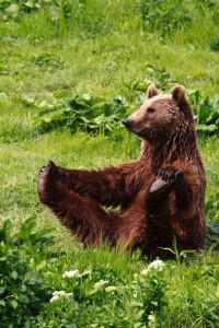 Yoga_Bear